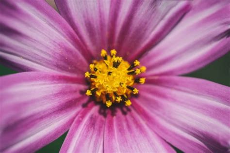 Image result for Task 1 Process Butterfly