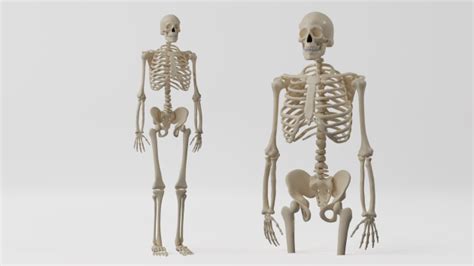 Image result for Model of Skeleton