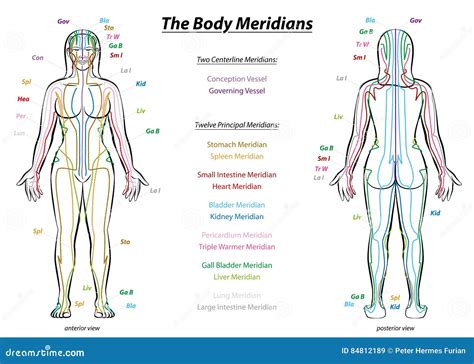 Meridian System Description Chart Female Body Stock Vector ...