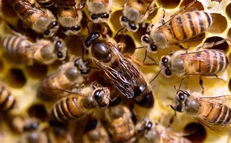 蜂群的组成及分工，附蜂王产卵能力 - 农敢网