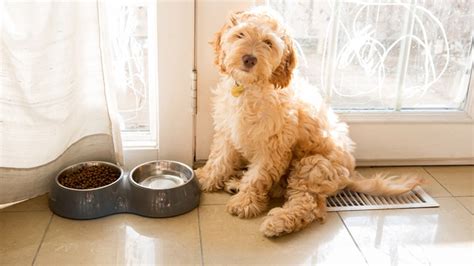 Image result for Cockapoo Hypoallergenic Dogs