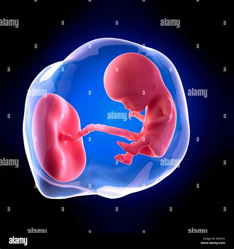 12 weeks fetus hi-res stock photography and images - Alamy