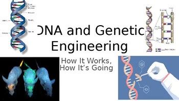 Genetic Engineering Presentation 的图像结果