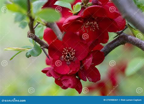 Chaenomeles Speciosa, The Flowering Quince, Chinese Quince, Or Japanese ...