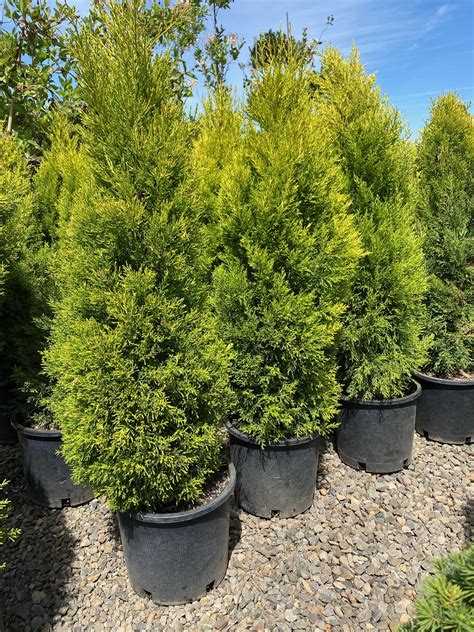 Buy Wilma Goldcrest Cypress | The Nursery Outlet