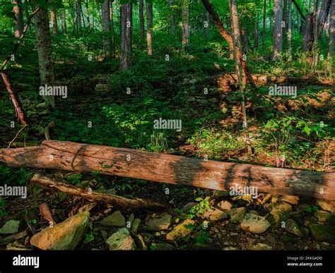 A fallen tree in a forest in Braddock's Trail Park, Westmoreland County ...