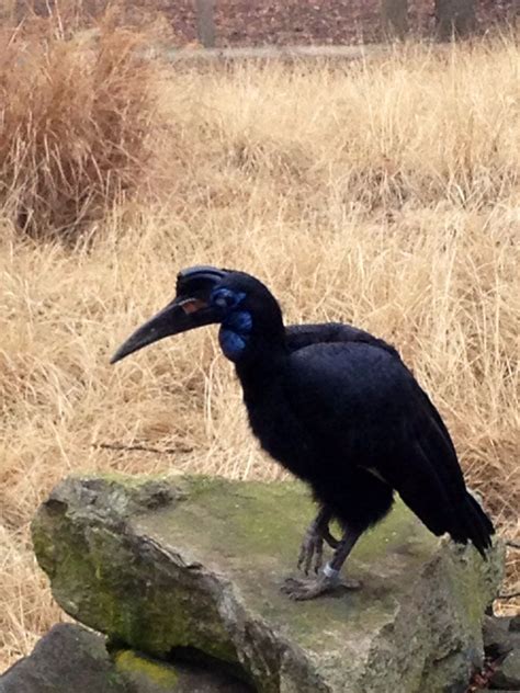 Maryland Wildlife: Animals Indigenous To The State