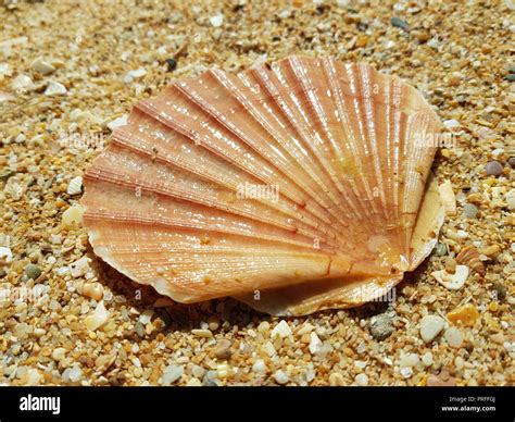Beach Sea Shells 的图像结果