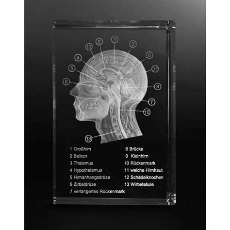 Schädel Seitenschnitt - 3D-Modell in Glas | CONATEX Lehrmittel