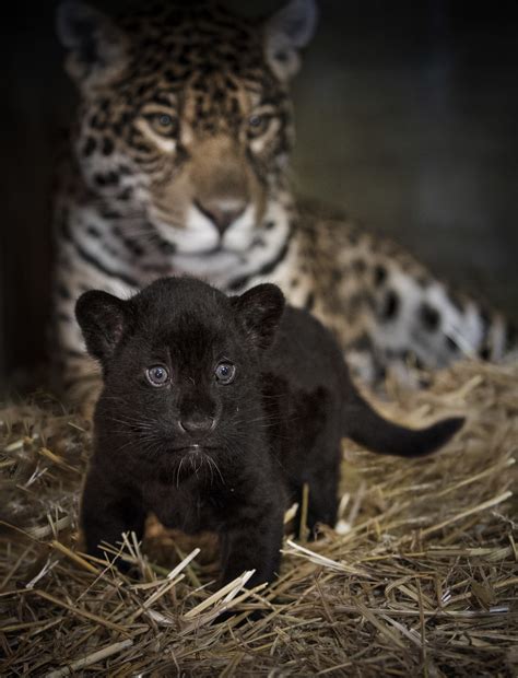 Jaguar Habitat And Diet Jaguar — Kidcyber