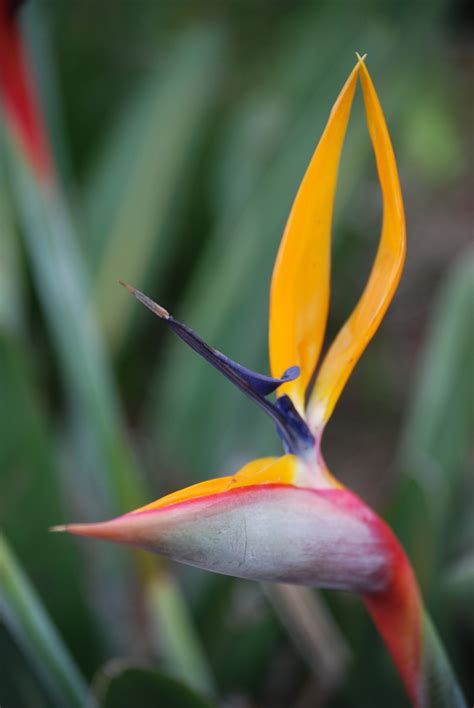 Strelitzia reginae
