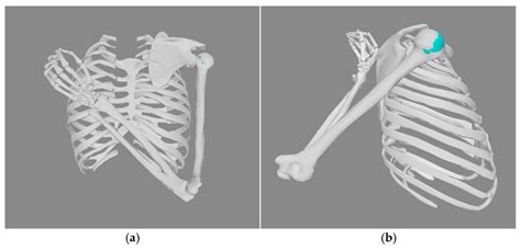 Predictions of Muscle Forces During the Cross-Body Adduction and Hand ...