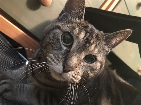 Hat Hub Script Pastebin 的图像结果