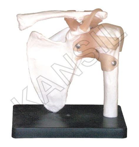 Image result for Shoulder Joint Model