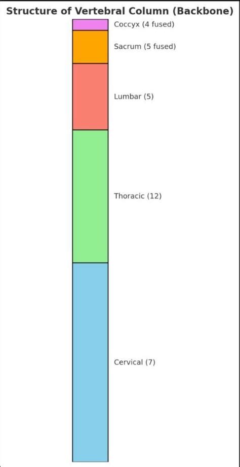 Structurally explain the backbone of body.(class 11th) - Brainly.in