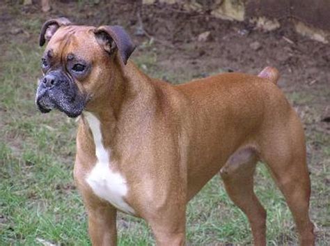 Health Problems in Boxer Dogs - Pets