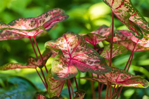 Caladium Plant Care: How To Plant Caladiums - GardeningHow