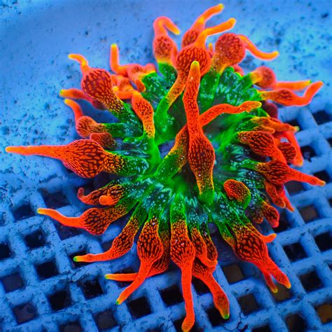 ECC Colorado Sunburst Bubble Tip Anemone (1-2") | Corals Anonymous