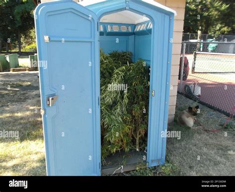 This photo provided by Rogue River Police Dept., shows marijuana plants inside a portable toilet ...