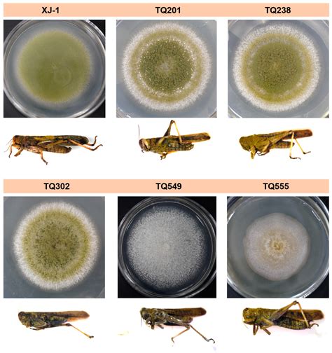 Comparison of the Virulence of Space Mutants of Aspergillus oryzae XJ-1 ...