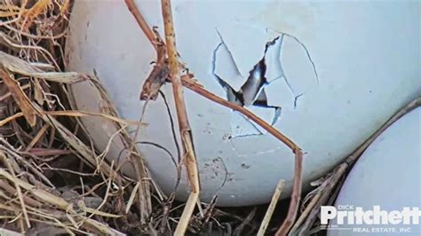 2nd bald eagle egg hatches in Southwest Florida nest | FOX 13 Tampa Bay