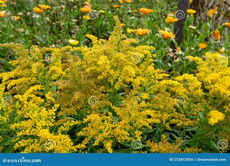 Wrinkleleaf Goldenrod (solidago Rugosa) Flowers Stock Photo - Image of ...
