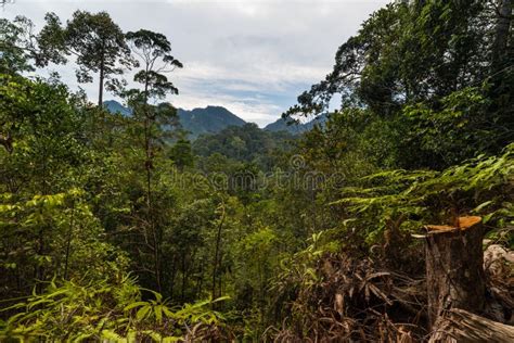 巴西印象：走进亚马逊热带雨林（二）|老小孩讲述