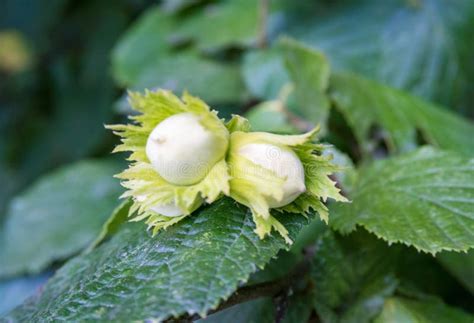 Image result for Hazelnut Tree Branch