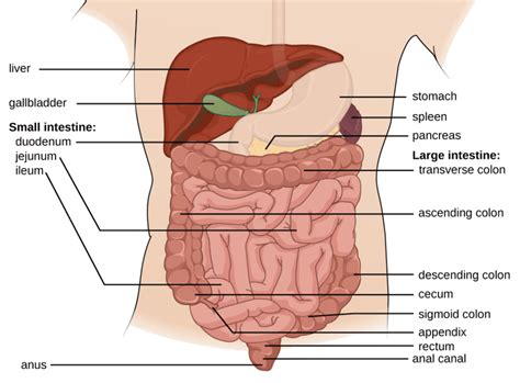 Image result for How Does Digested Food Get into Blood Absorption
