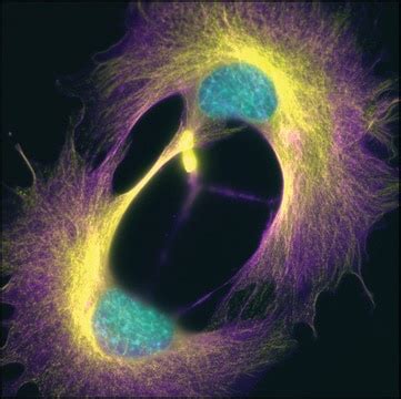 Anti-a-Tubulin antibody, clone DM1A, T6199 Sigma-Aldrich