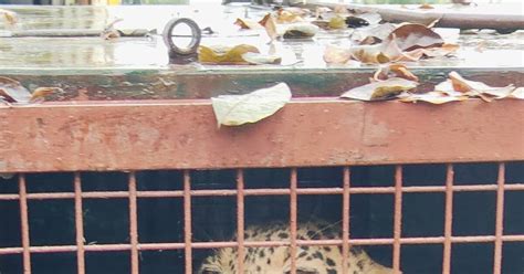 the forest department captured the leopard that had put the villagers ...