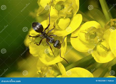 Black Garden Ants, Lasius Niger Living Under Patio, Here With Cocoons ...