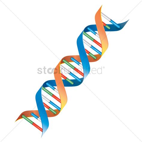 DNA Model Drawing 的图像结果