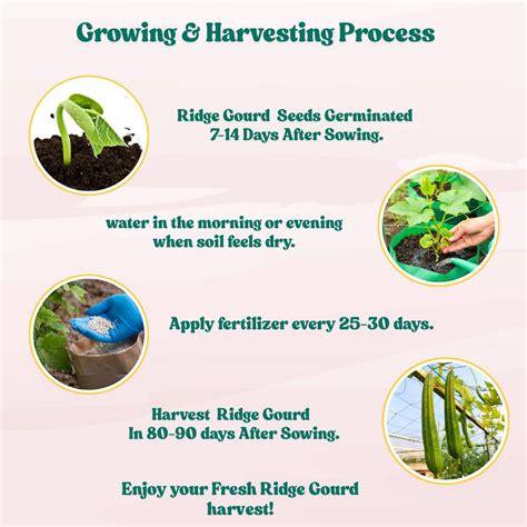 Buy Best Quality Ridge gourd (Luffa) or Turai Seeds Online – Organicbazar
