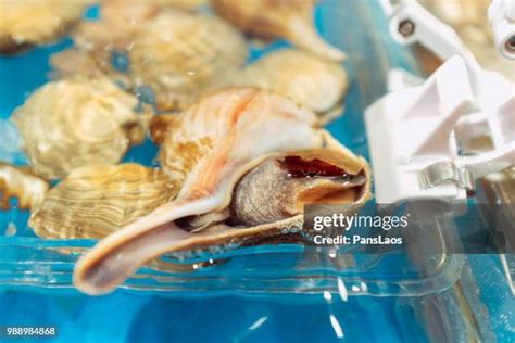 Image result for Conch Shell Food