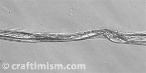 Image result for Wool Under a Microscope