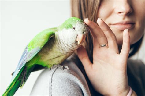 Vet Care | Niles Animal Hospital & Bird Medical Center in Niles, IL