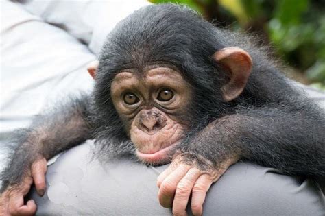 Image result for Monkey Using Computer Meme