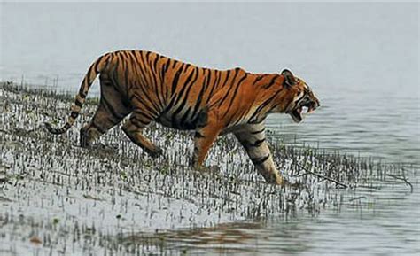 SUNDARBAN TOUR AND TRAVELS (2026) All You Need to Know BEFORE You Go ...