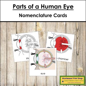 Parts of a Human Eye 3-Part Cards (red highlights) - Montessori ...