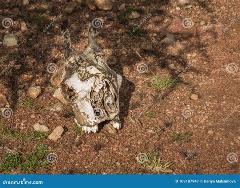 Skull of Giraffe in Kenyan Bush in Masai Mara, Africa Stock Image ...