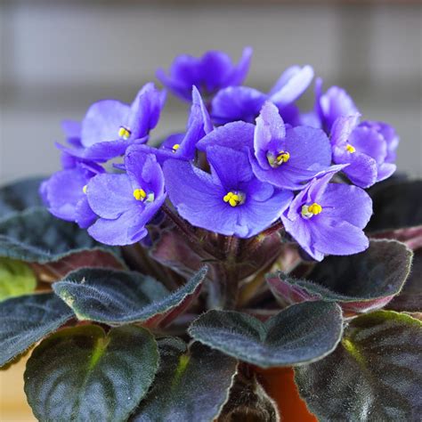 African Violet Leaves