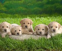 Image result for Cute Real Life Baby Animals Wallpaper