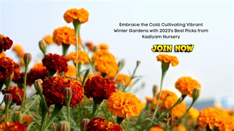Embrace the Cold: Cultivating Vibrant Winter Gardens with 2023's Best ...