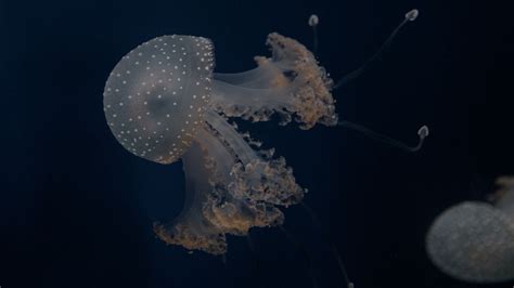 Wallpaper jellyfish, tentacles, underwater world, depth, sea hd ...