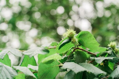 Image result for Hazelnut Tree Branch