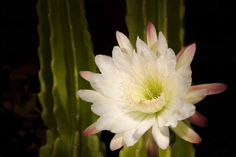 Night Blooming Cereus Plant Care Guide