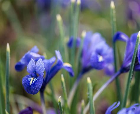 A Winter Guide to North Carolina Blooms | Our State