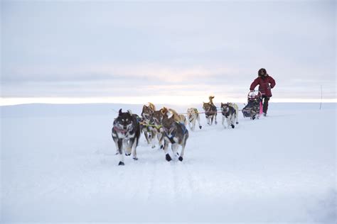 Sled Dogs Racing
