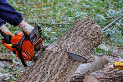 Image result for Chainsaw Tree Fall